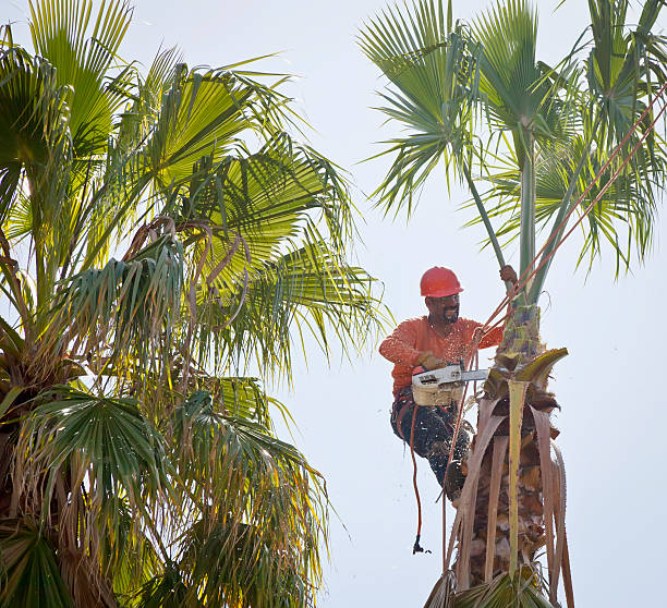 Best Arborist Consultation Services  in Eagle, ID